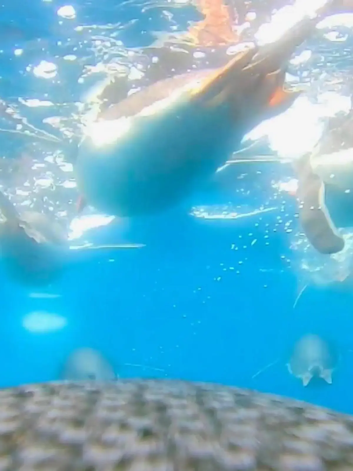 Bild zu: "Meeresvogel liefert einzigartige Aufnahmen! Pinguin taucht mit Kamera ab"