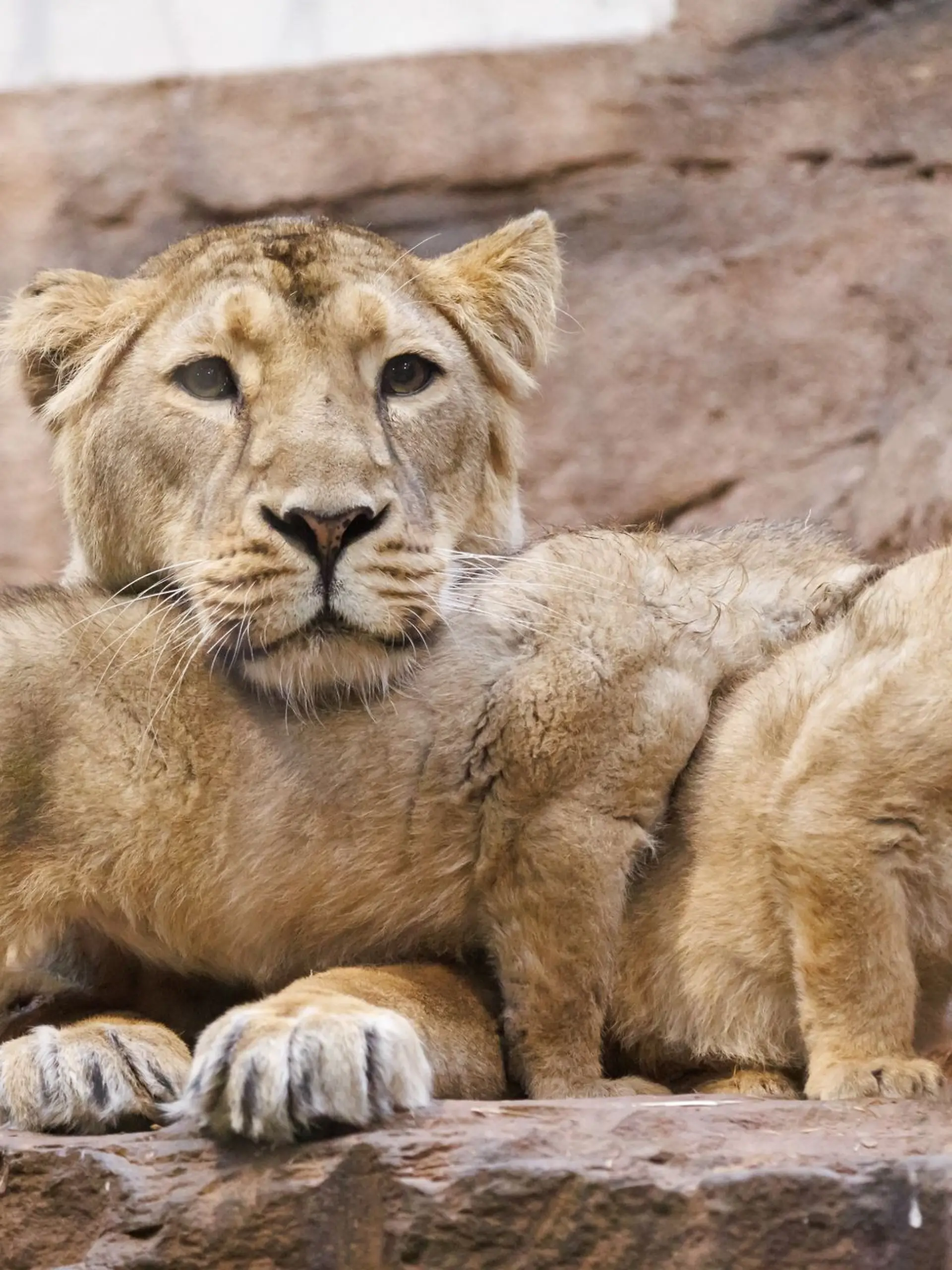 Bild zu: "Zoo schläfert kleines Löwenbaby ein"