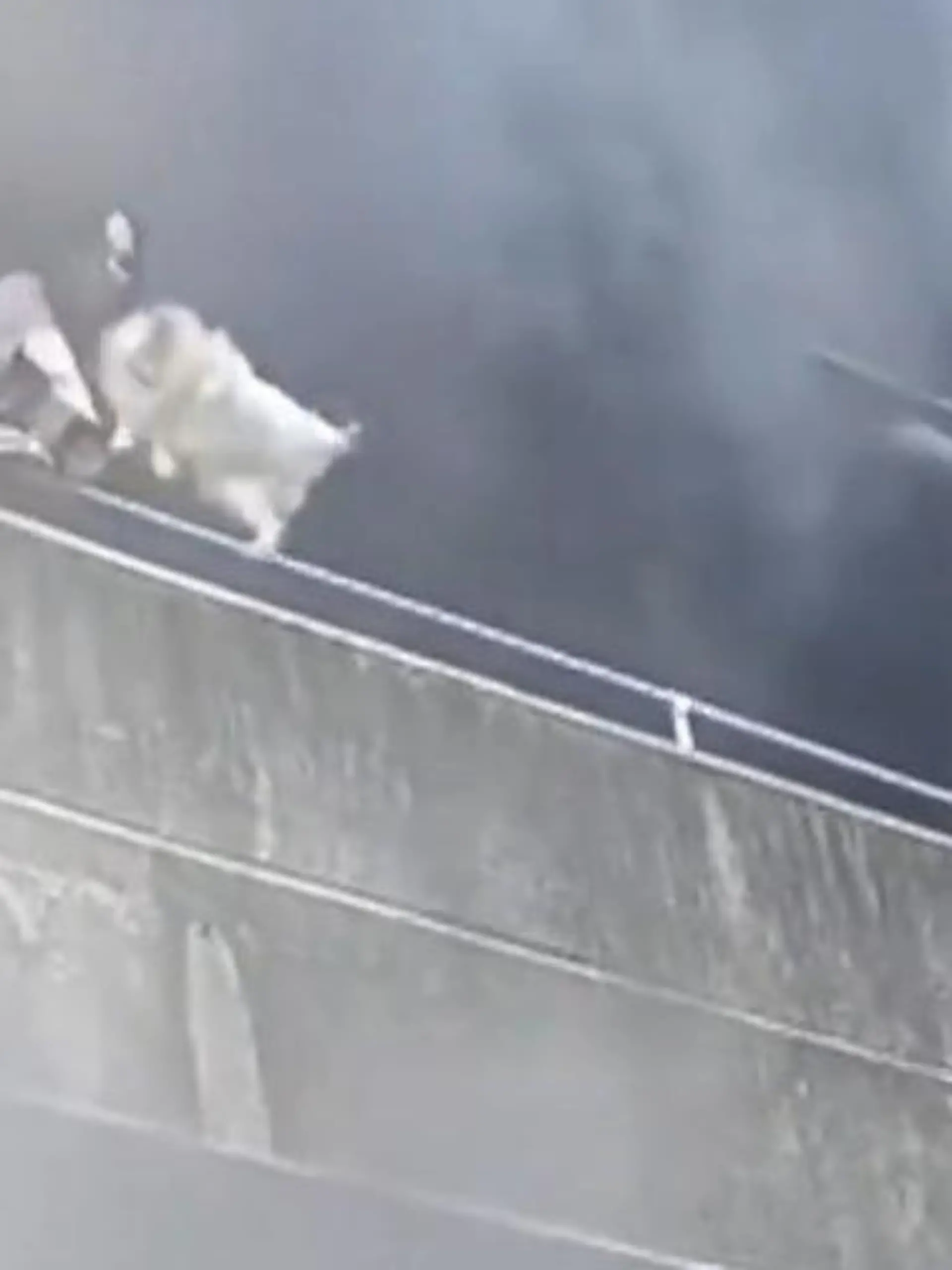 Bild zu: "Frau wirft Hunde von Hochhaus – weil sie keine andere Wahl hat"