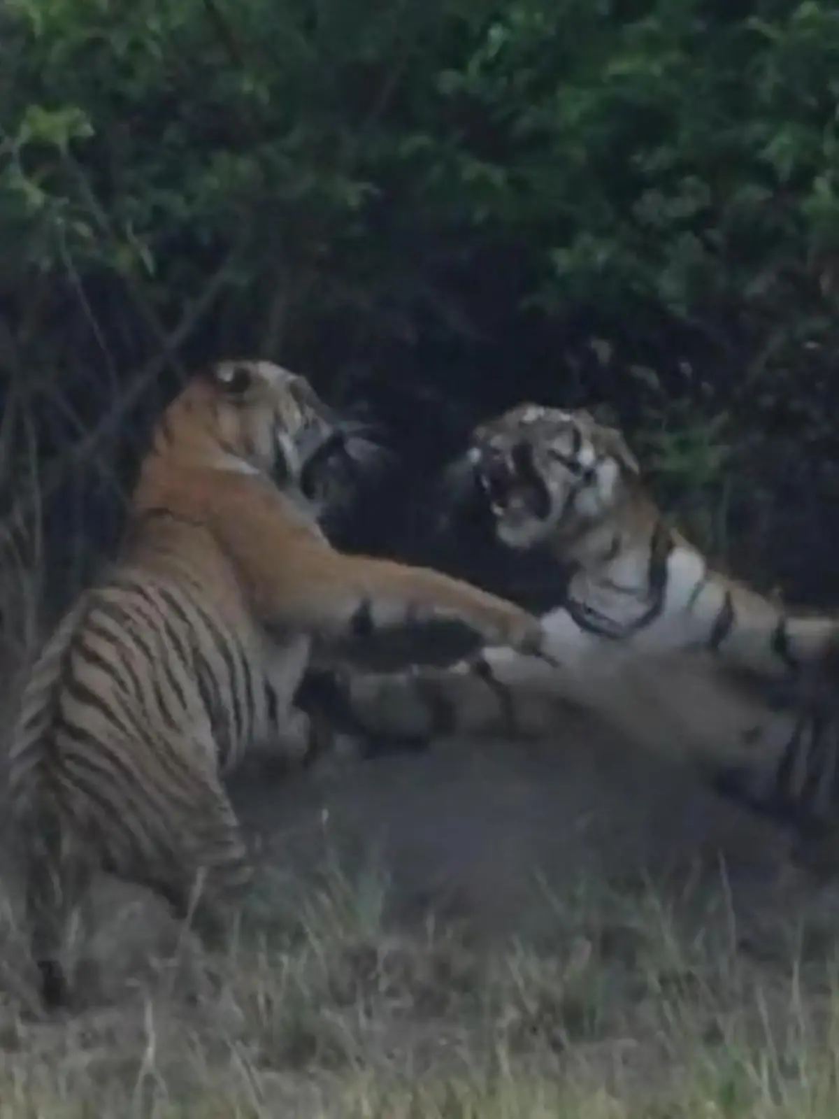 Bild zu: "Pranken ins Gesicht! Tiger-Damen fetzen sich direkt vor Touri-Kamera"