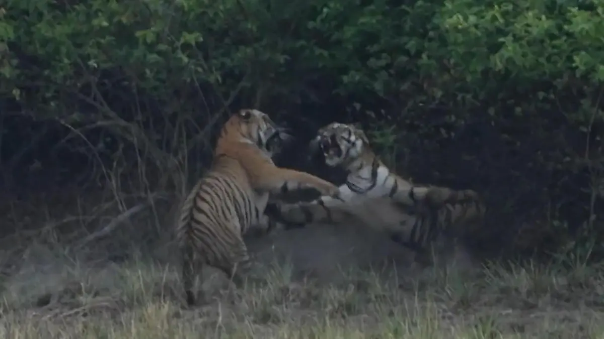 Pranken ins Gesicht! Tiger-Damen fetzen sich direkt vor Touri-Kamera Schwester, das ist mein Revier!