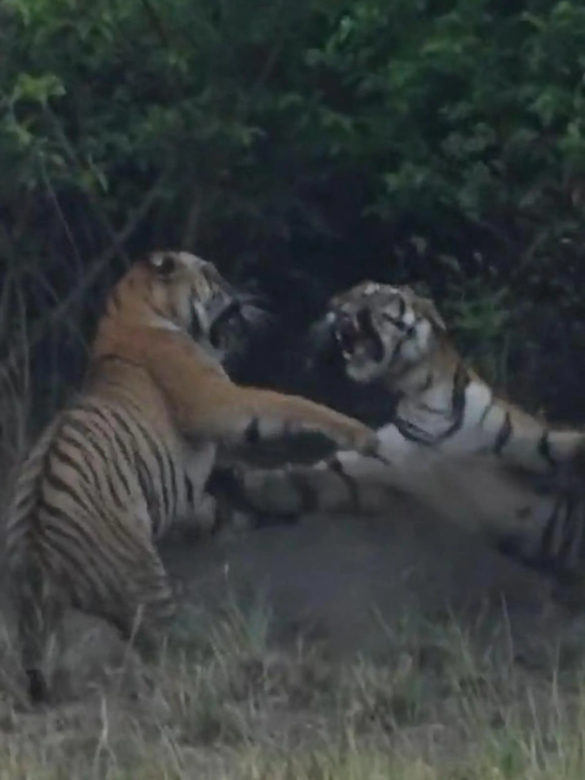 Bild zu: "Pranken ins Gesicht! Tiger-Damen fetzen sich direkt vor Touri-Kamera"