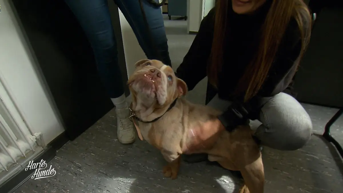 Kranker Hund vor dem Tierheim angebunden Notfall vor dem Tierheim