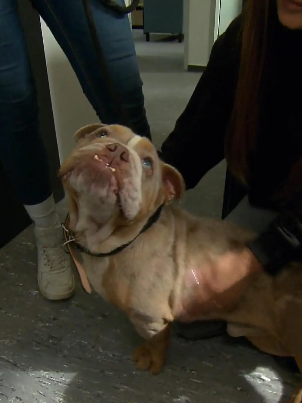 Bild zu: "Kranker Hund vor dem Tierheim angebunden"