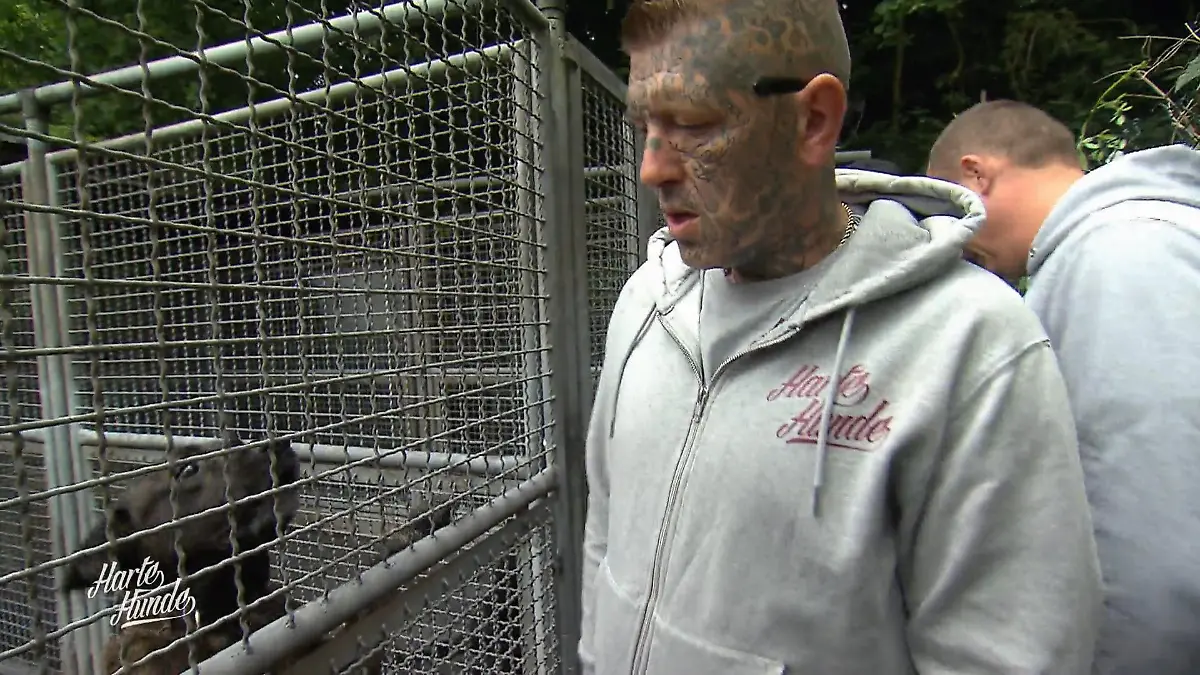 Zaunbau unter Dauerbellen Sicherung am Limit