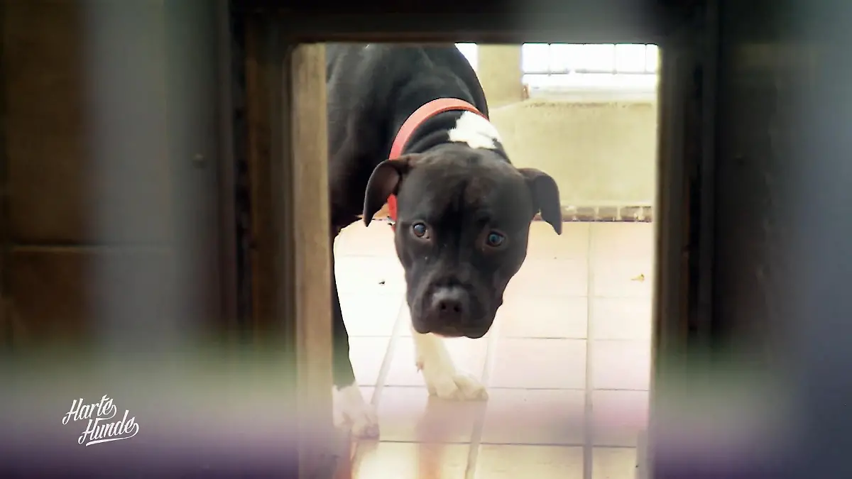 Hochwertige Hunde, hohes Risiko Zielscheibe Tierheim