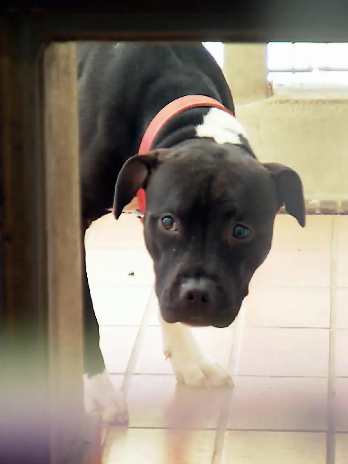 Bild zu: "Hochwertige Hunde, hohes Risiko"