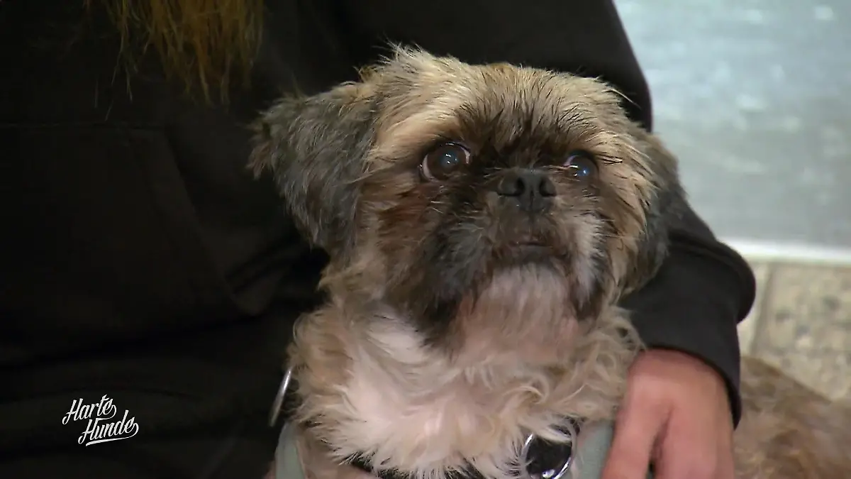 Beschlagnahmte Hunde kommen an Wenn Überforderung Leid wird