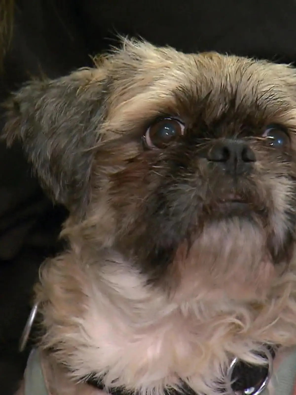 Bild zu: "Beschlagnahmte Hunde kommen an"