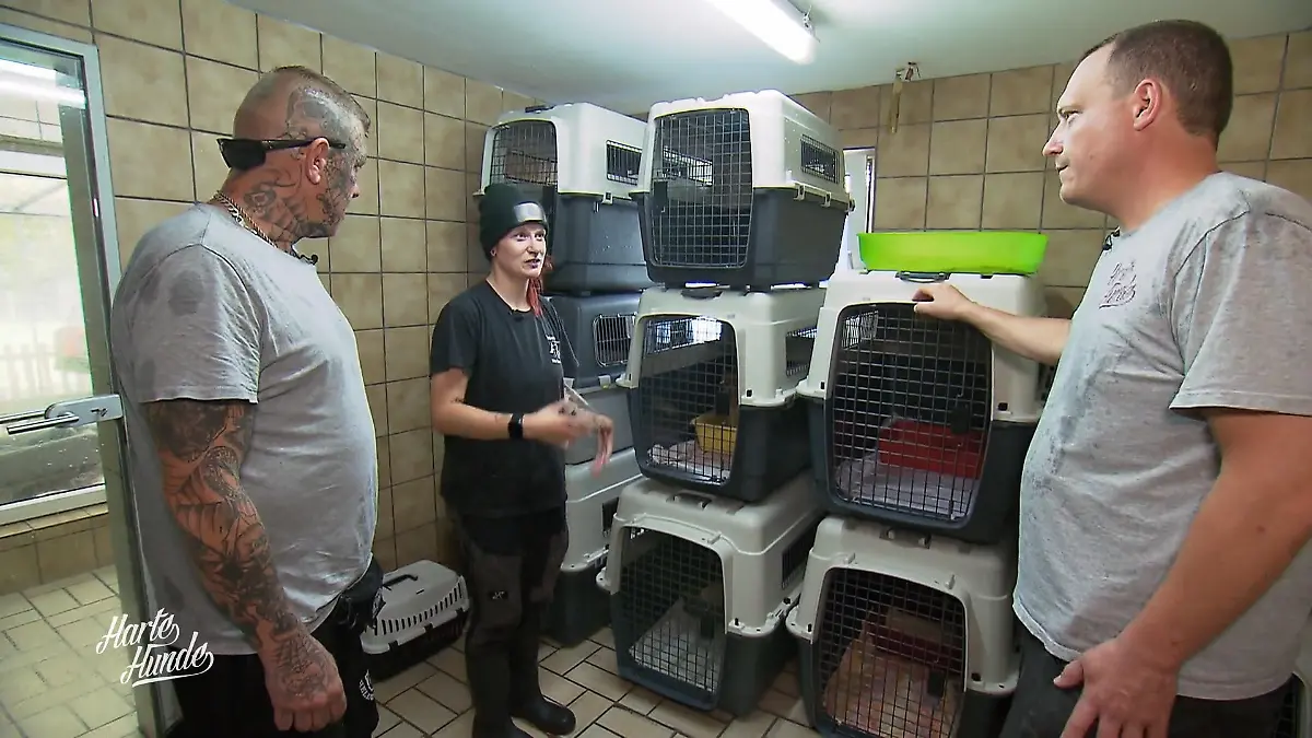 Katzen-Quarantäne wird auf Vordermann gebracht Gemeinsam fürs Tierheim