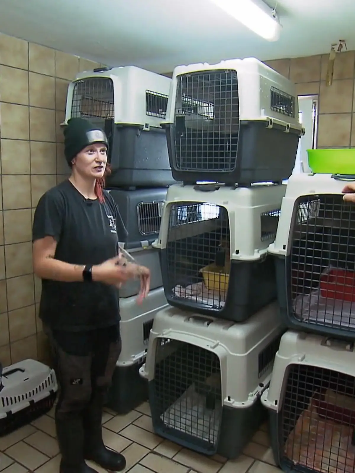 Bild zu: "Katzen-Quarantäne wird auf Vordermann gebracht"