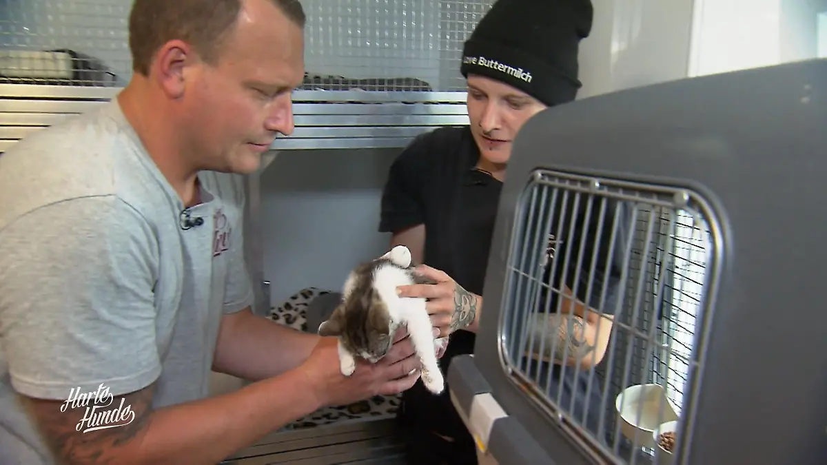 Einzug der ersten Katzen Start in der Quaratäne