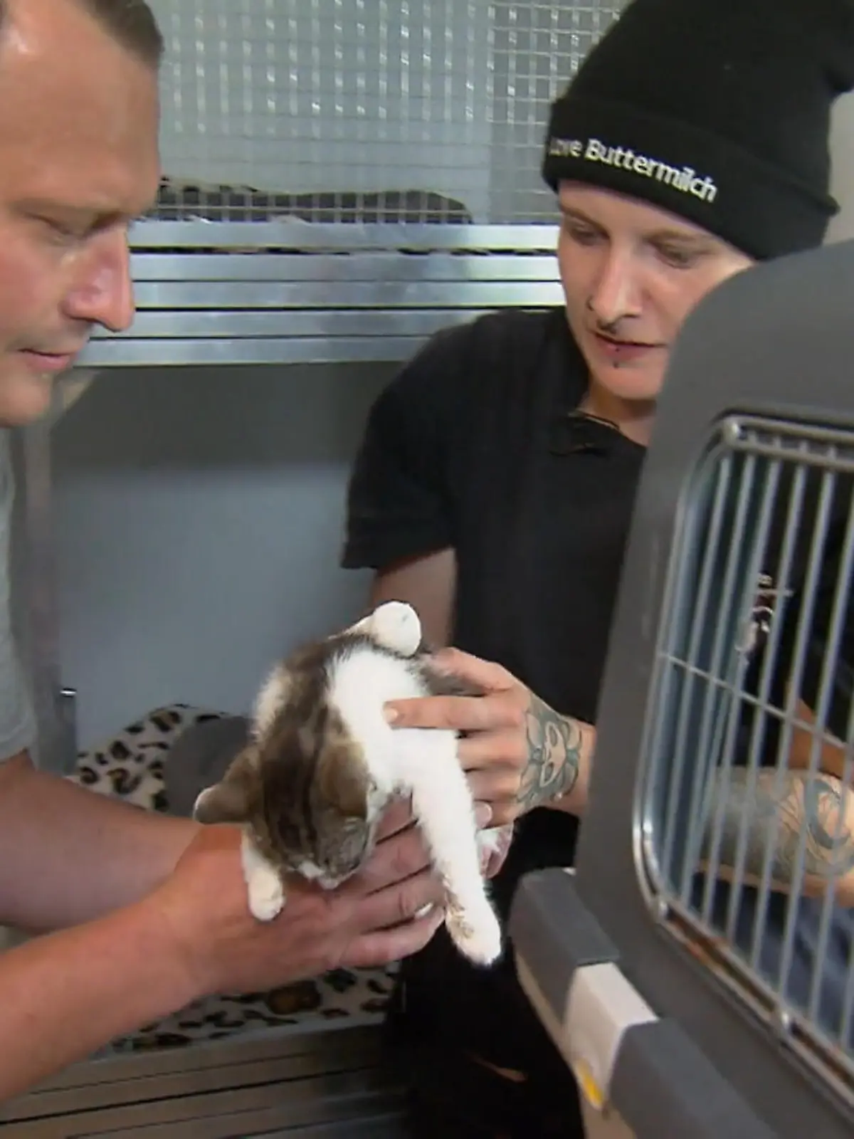 Bild zu: "Einzug der ersten Katzen"