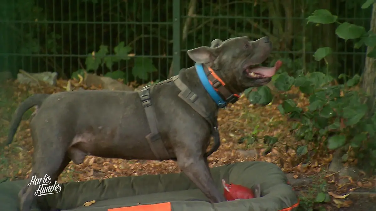 Marvis testen die neuen Spielzeuge – ohne Maulkorb Der letzte Schliff