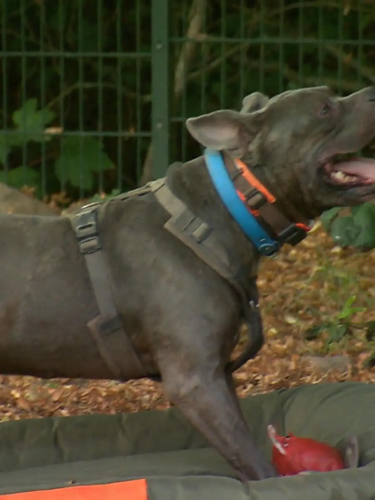 Bild zu: "Marvis testen die neuen Spielzeuge – ohne Maulkorb"