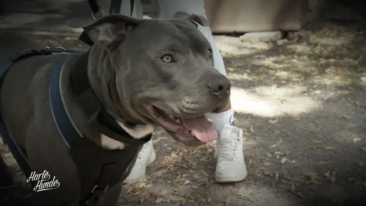 Tyson startet neu Ein Zuhause gefunden