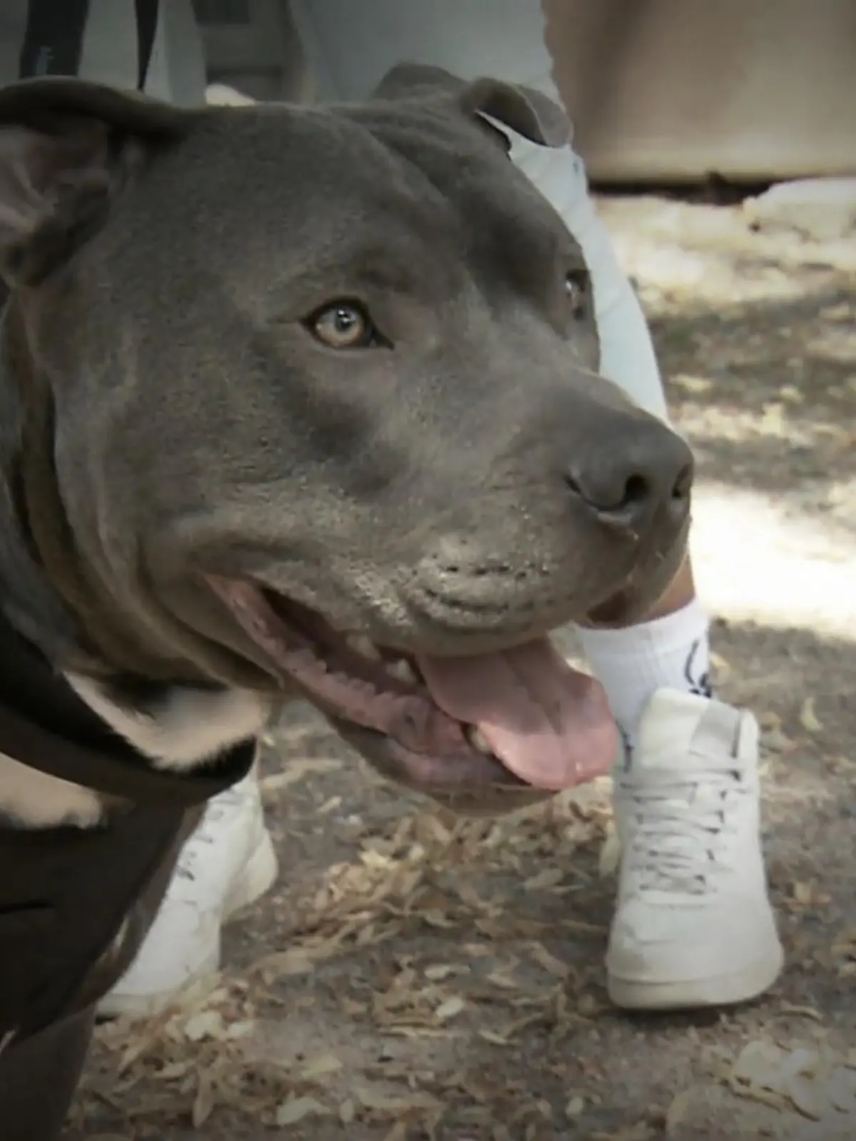 Bild zu: "Tyson startet neu"