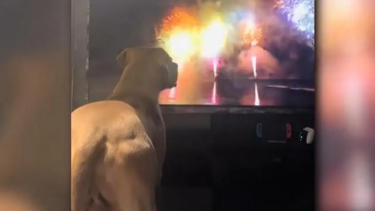 Schlimmste Nacht für Tiere! Diese Tricks helfen an Silvester, wenn geböllert wird Das sagt der Hundetrainer