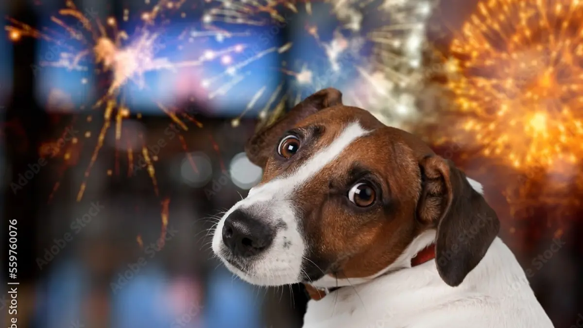 Schlimmste Nacht für Tiere! Diese Tricks helfen an Silvester, wenn geböllert wird Das sagt der Hundetrainer