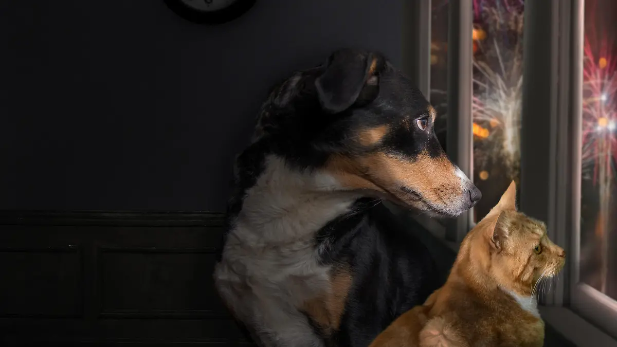 Schlimmste Nacht für Tiere! Diese Tricks helfen an Silvester, wenn geböllert wird Das sagt der Hundetrainer