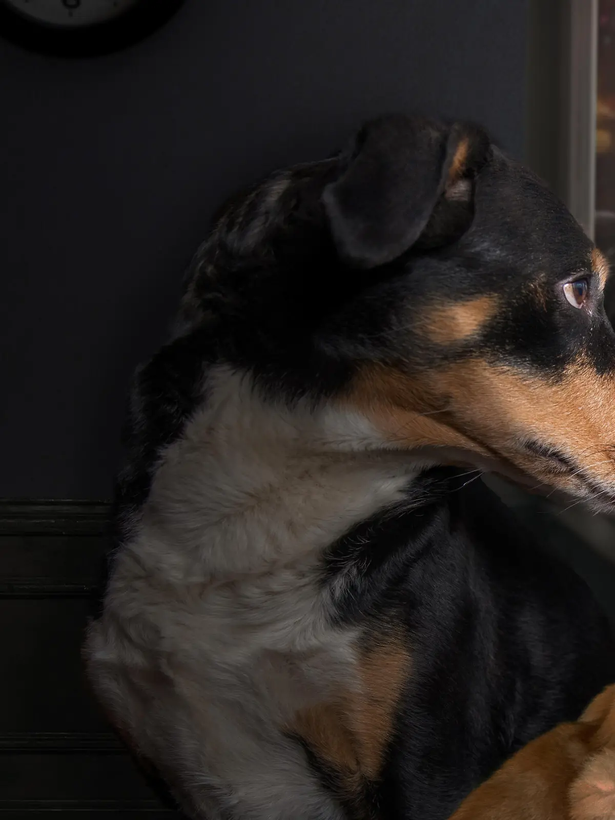 Bild zu: "Schlimmste Nacht für Tiere! Diese Tricks helfen an Silvester, wenn geböllert wird"