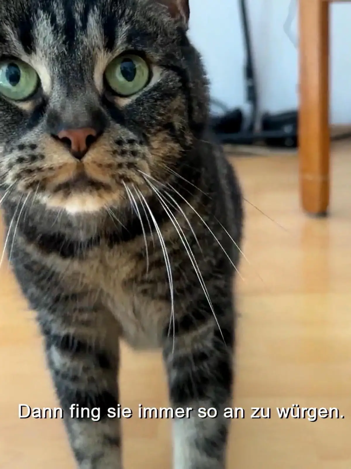 Bild zu: "Tierärztin Nadine Küpper im Einsatz: Was hat Nala?"