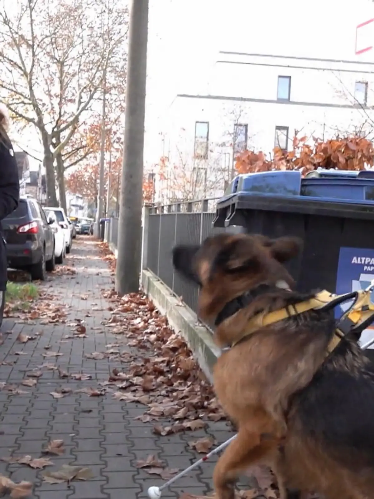 Bild zu: "Hat Jerry als Blindenführhund noch eine Chance?"