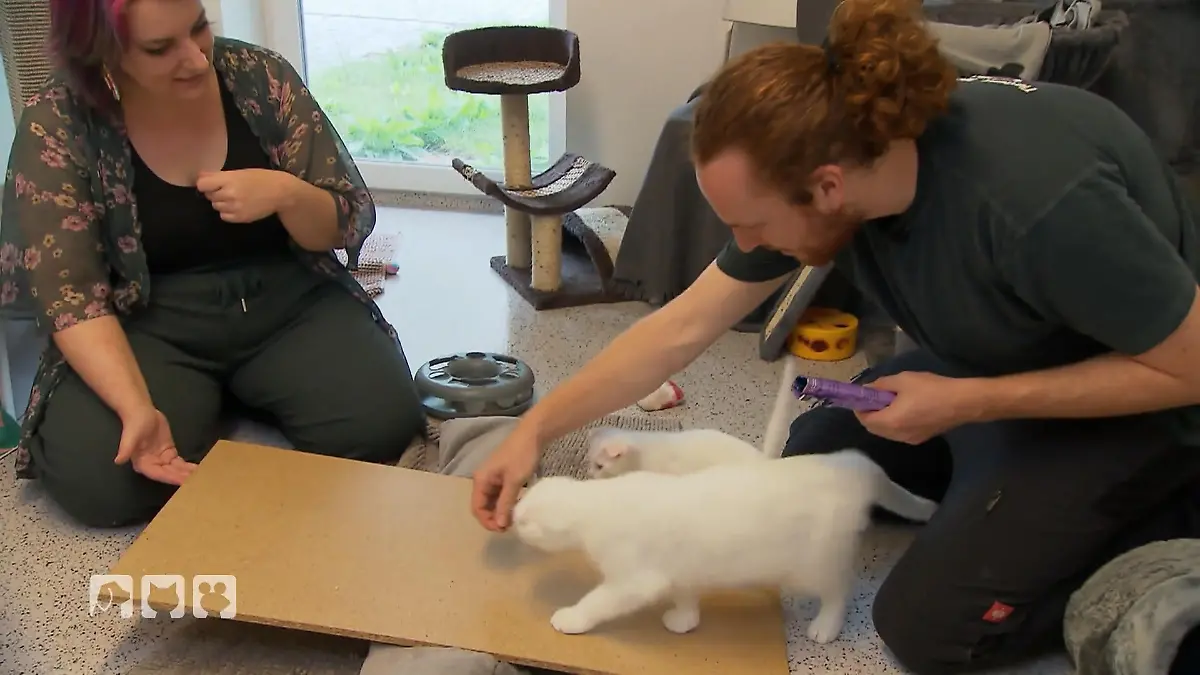 Training für mehr Lebensqualität Training im Katzenhaus