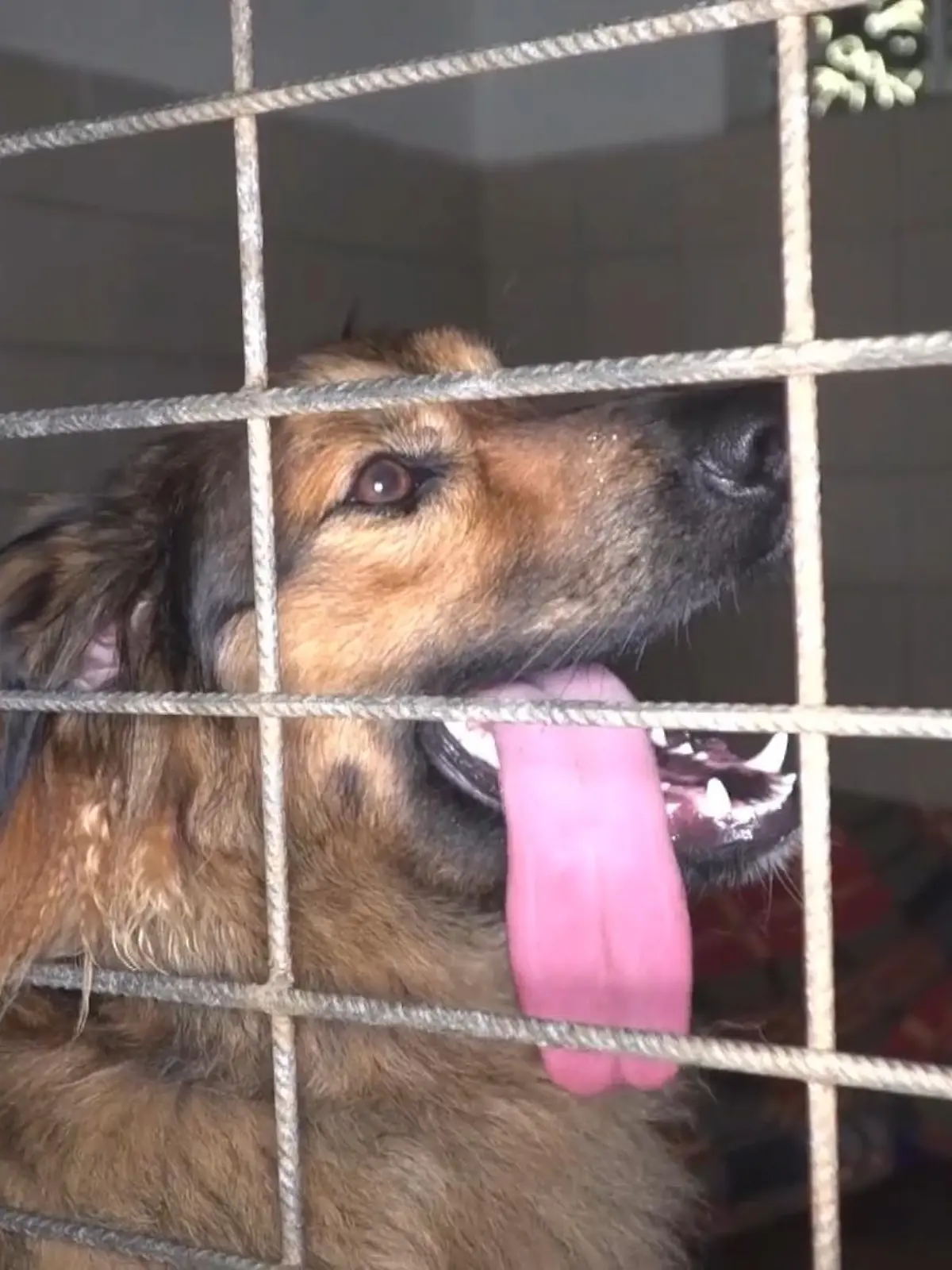 Nicht nur die Menschen, auch viele Tiere haben bei der Jahrhundertflut in Deutschland sehr gelitten. Die Wassermassen haben Hunde, Katzen, aber auch Hühner oder Esel – hunderte von Tieren – von ihren Besitzern getrennt. Viele irren ohne Herrchen oder Frauchen durch das Katastrophengebiet. Doch einige Tierretter tun alles, um den obdachlosen Haustieren wieder zu einem zuhause zu verhelfen.