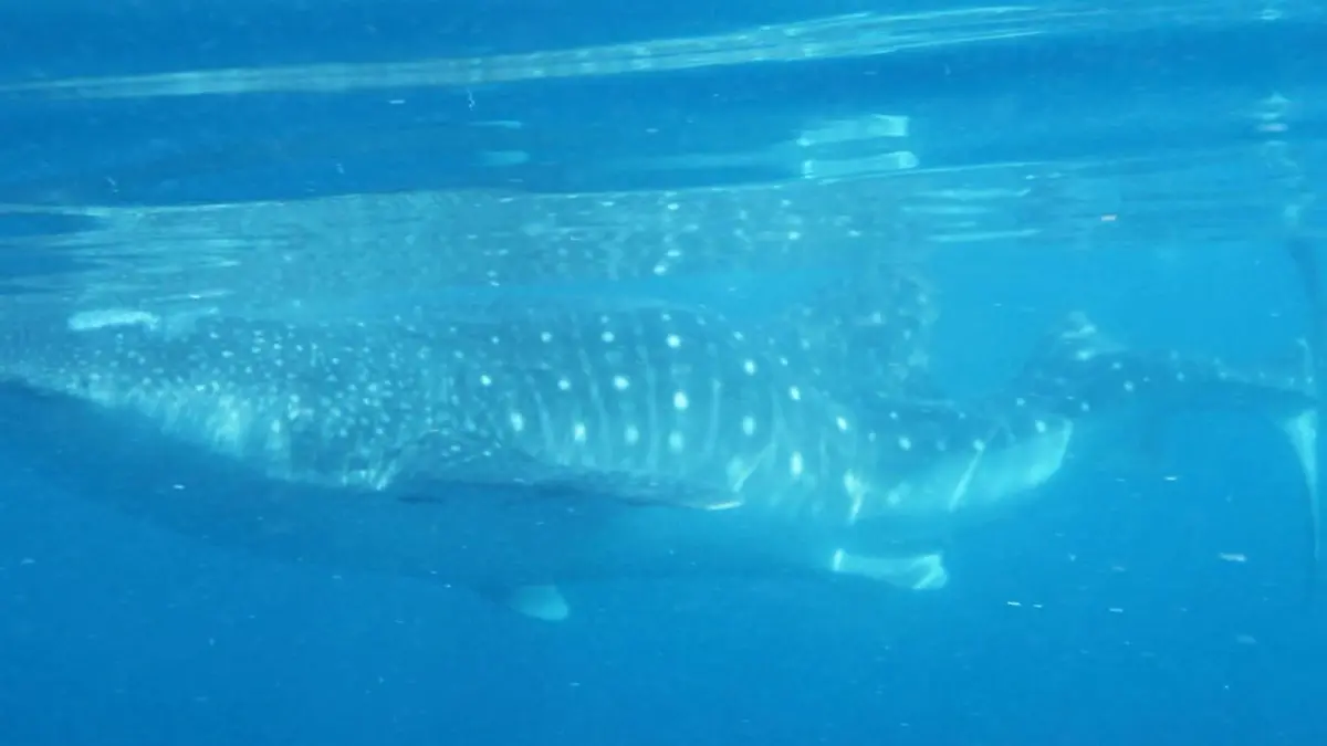 Forscher beeindruckt! Walhai überlebt trotz DIESER Deformation Er ist der erste dokumentierte Fall
