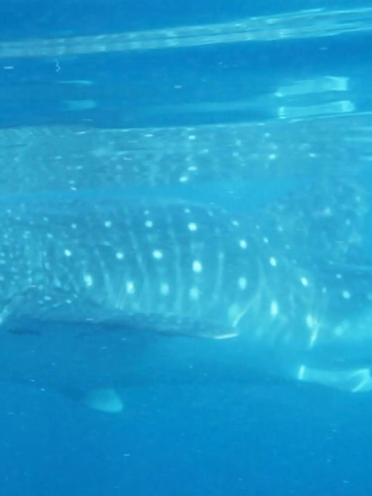 Forscher beeindruckt! Walhai überlebt trotz DIESER Deformation