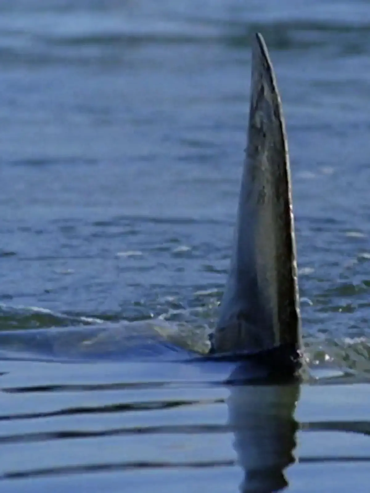 Bild zu: "CSI: Miami"