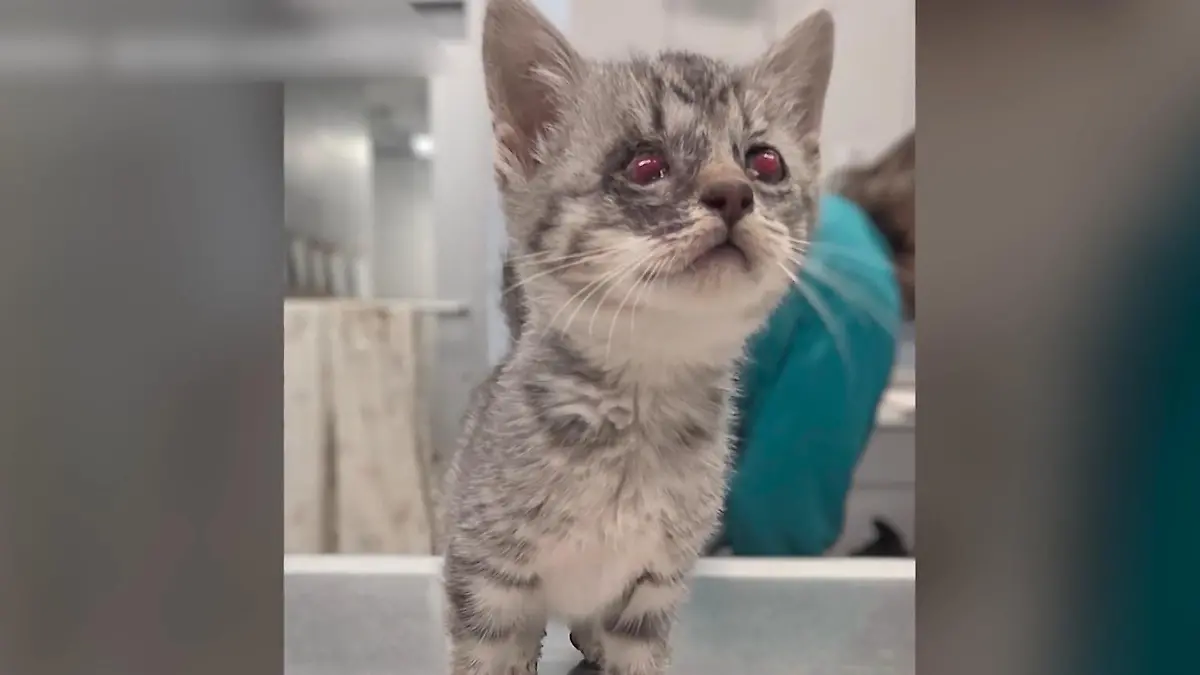 Lil Bit ist wenige Wochen alt - und hat beide Augen verloren Blinde Katze erobert die Herzen