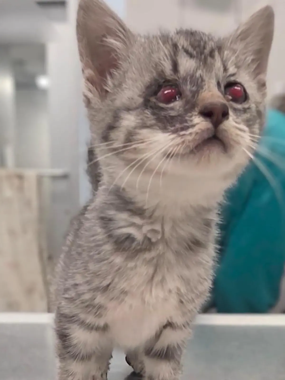 Beide Augen entfernt! Blindes Kätzchen erobert die Herzen der Menschen