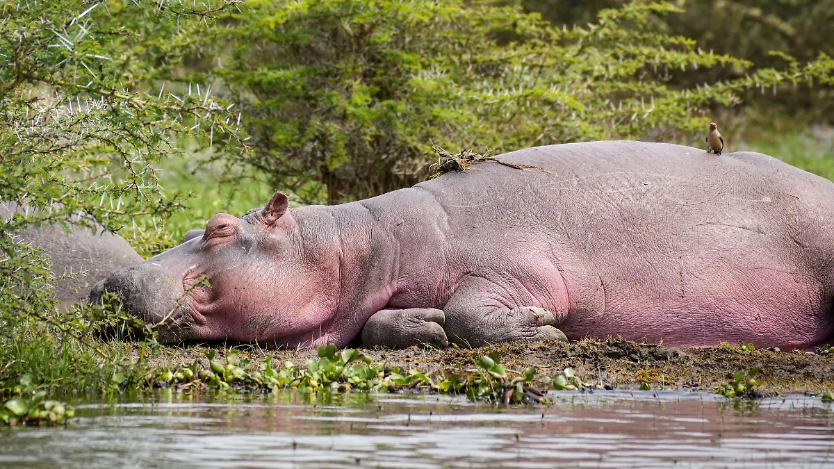 Nilpferd am Naivasha-See in Kenia