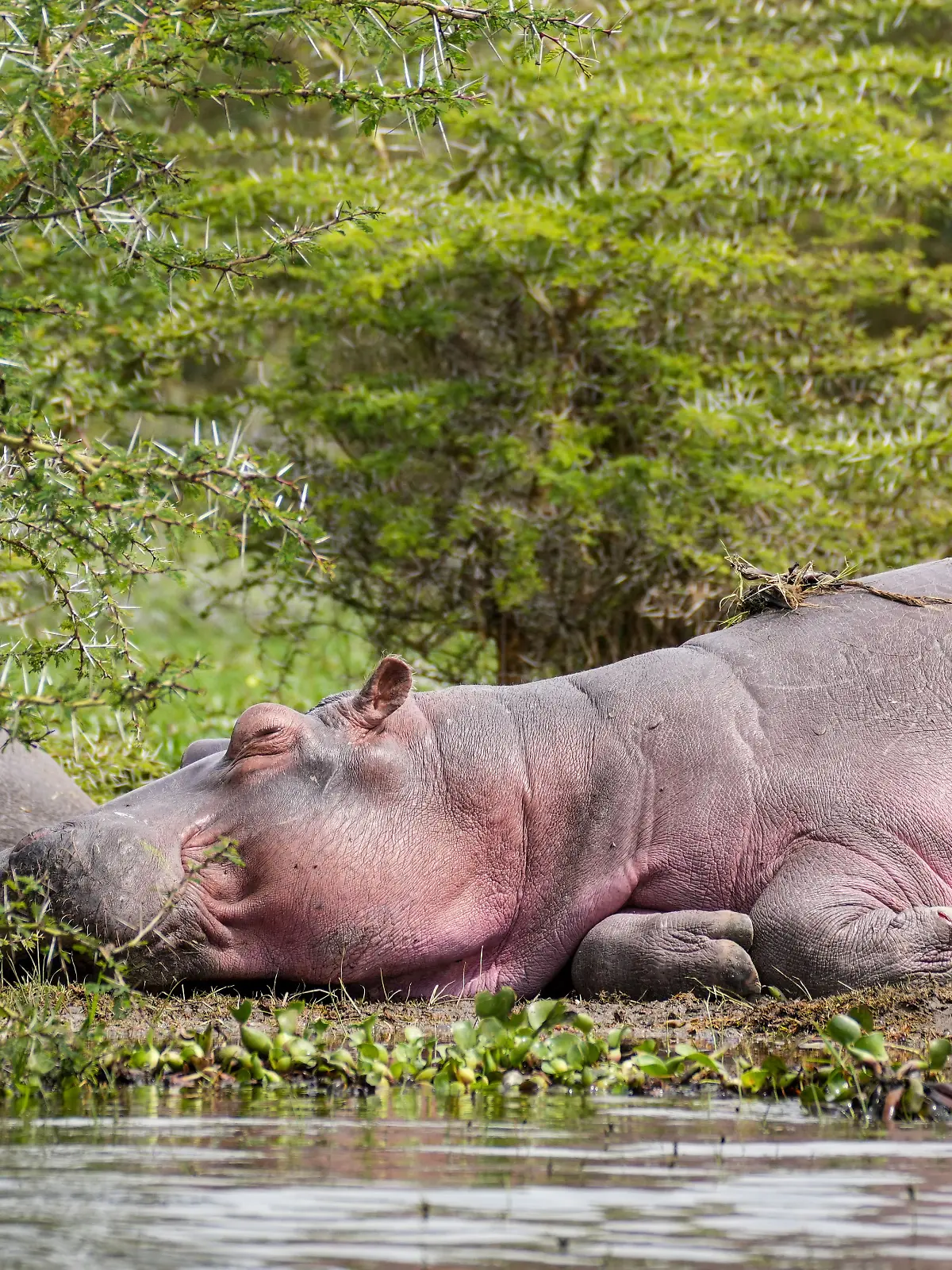 Nilpferd am Naivasha-See in Kenia