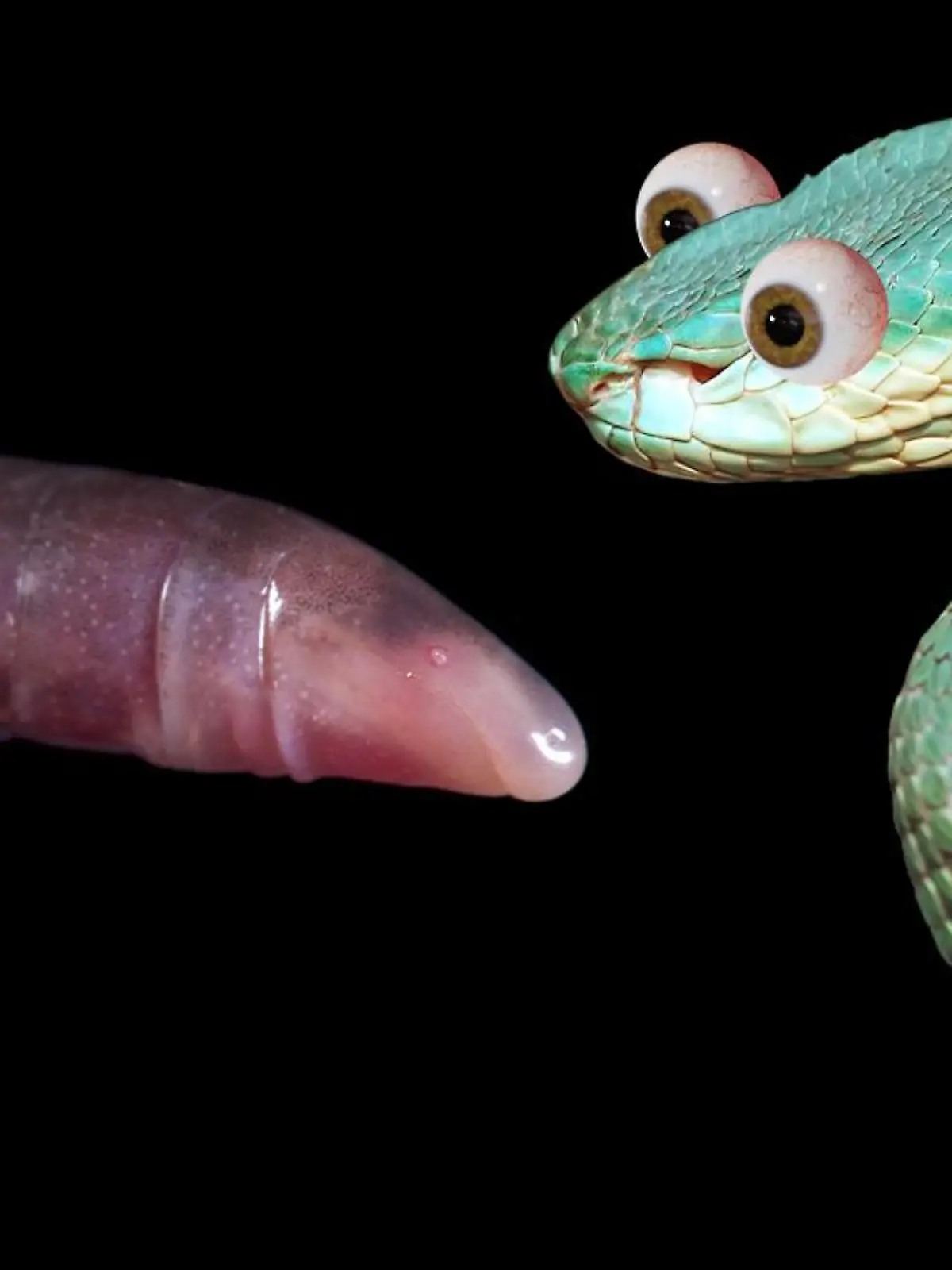 Es ist nicht, was Sie denken! "Penis-Schlange" in Florida aufgetaucht