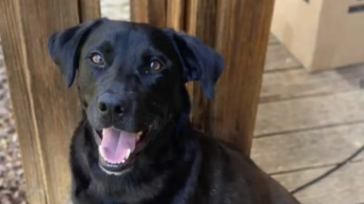 Johnathan Boleys Hund Buck