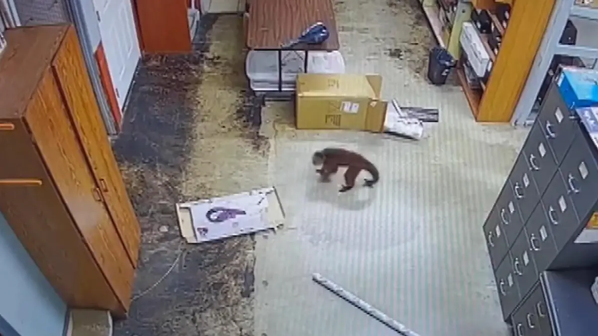 Gerissener Affe zerlegt Laden! DIESER Primat führt Polizei vor „Eine Katastrophe"