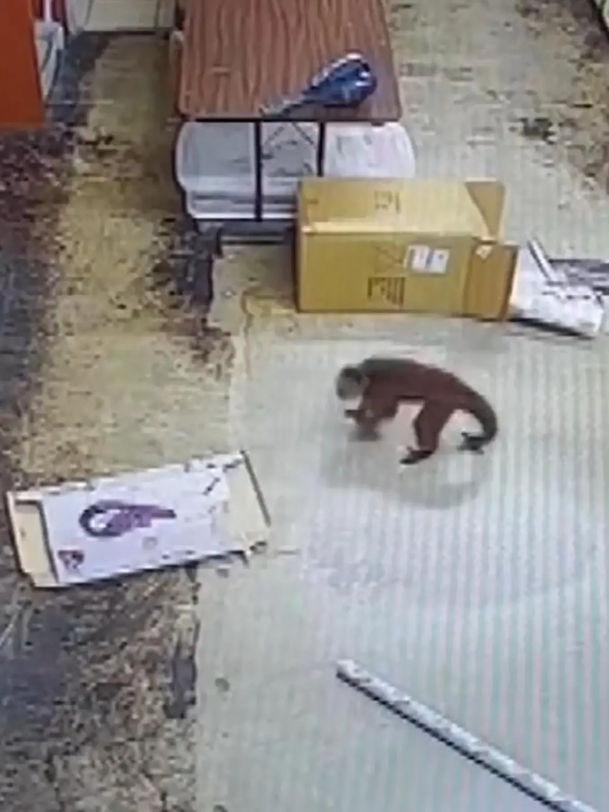 Bild zu: "Gerissener Affe zerlegt Laden! DIESER Primat führt Polizei vor"