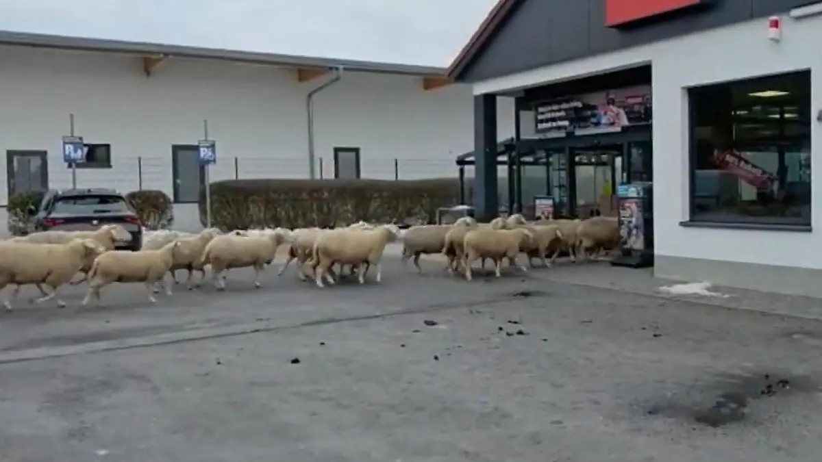 Schaf-Alarm beim Einkaufsbummel! DIESE Herde legt Supermarkt lahm Määächtig was los!
