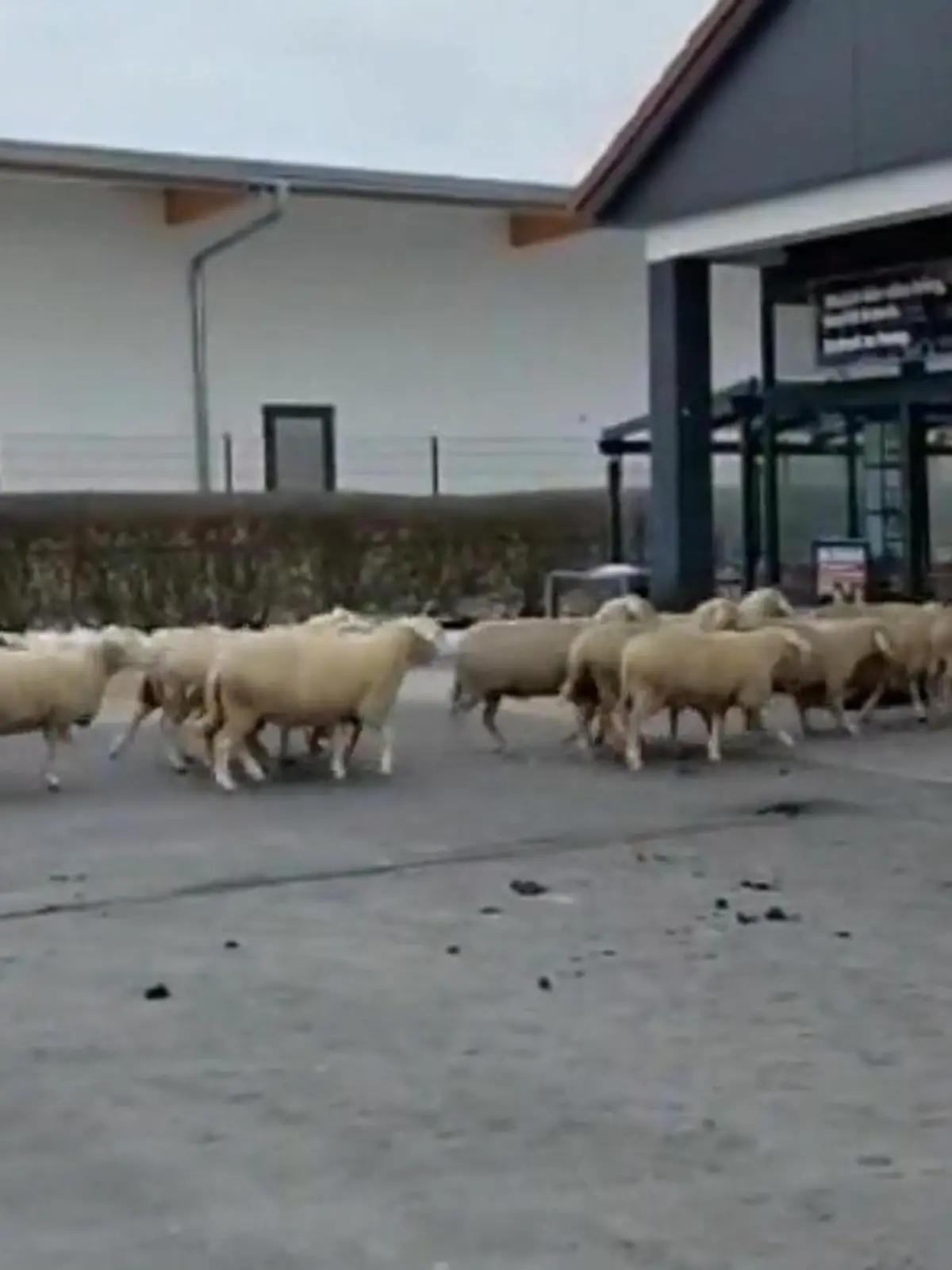 Schaf-Alarm beim Einkaufsbummel! DIESE Herde legt Supermarkt lahm 