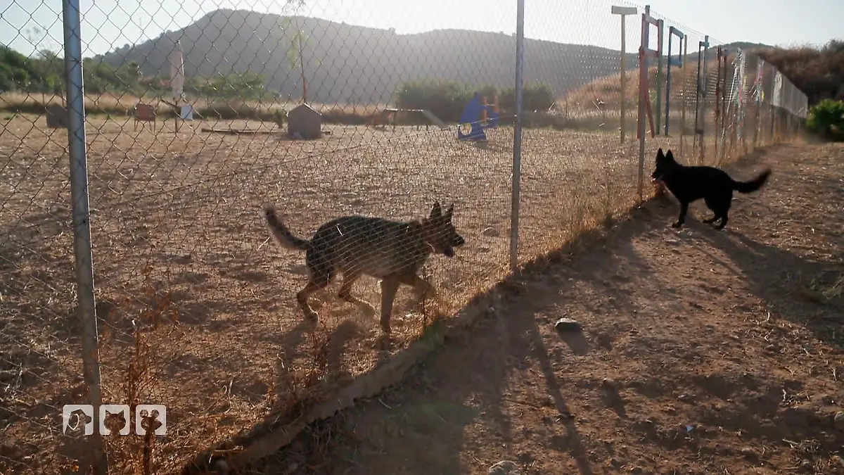 Schäferhund Arabella – wie viel Potenzial steckt in ihr? Hoffnung im Tierheim