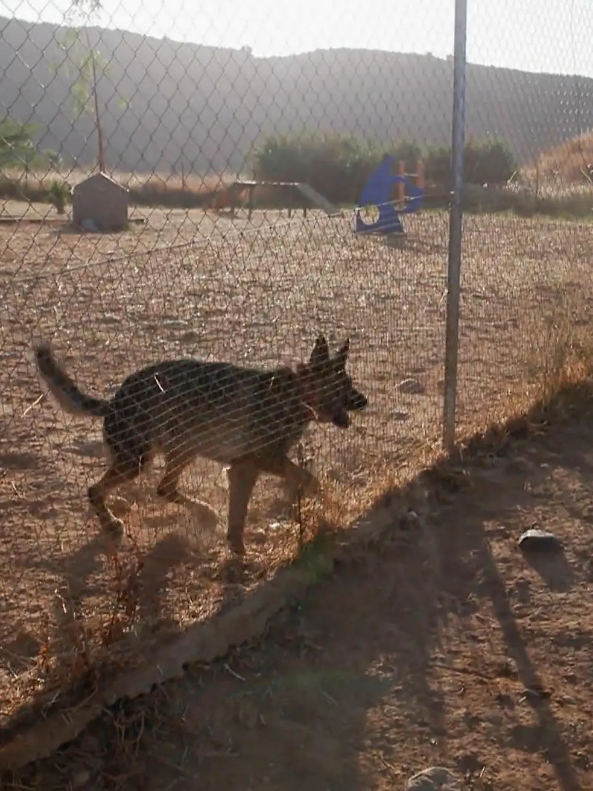 Bild zu: "Schäferhund Arabella – wie viel Potenzial steckt in ihr?"