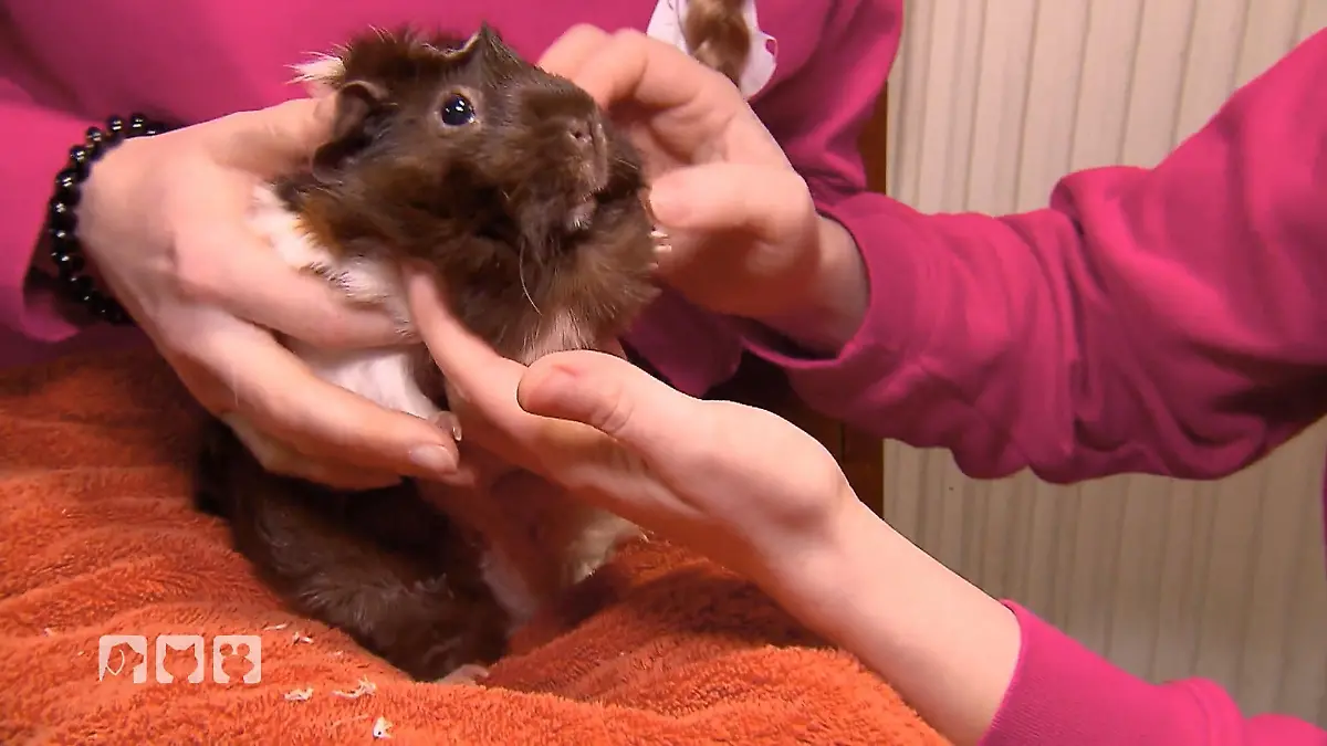 Meerschweinchen-Notfall: Schwellung und Appetitlosigkeit Tiernotdienst