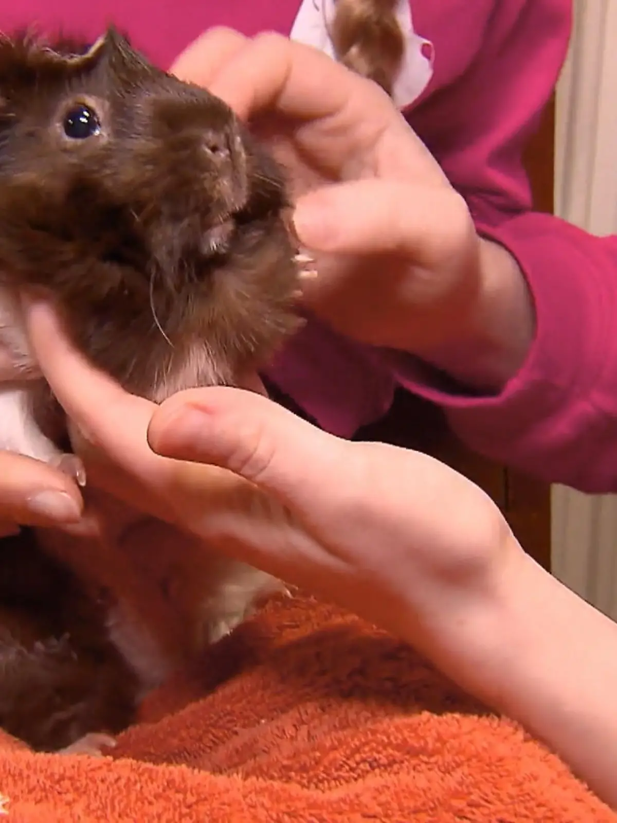 Bild zu: "Meerschweinchen-Notfall: Schwellung und Appetitlosigkeit"