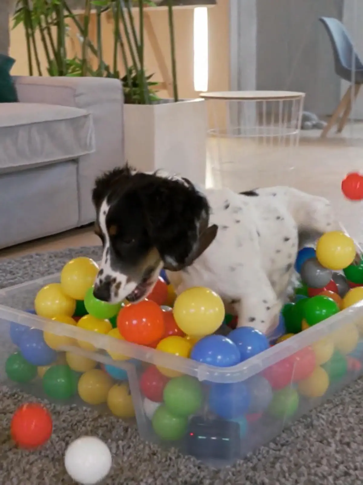 Bild zu: "hundkatzemaus über Balljunkies: Wann wird Spielen zur Sucht?"