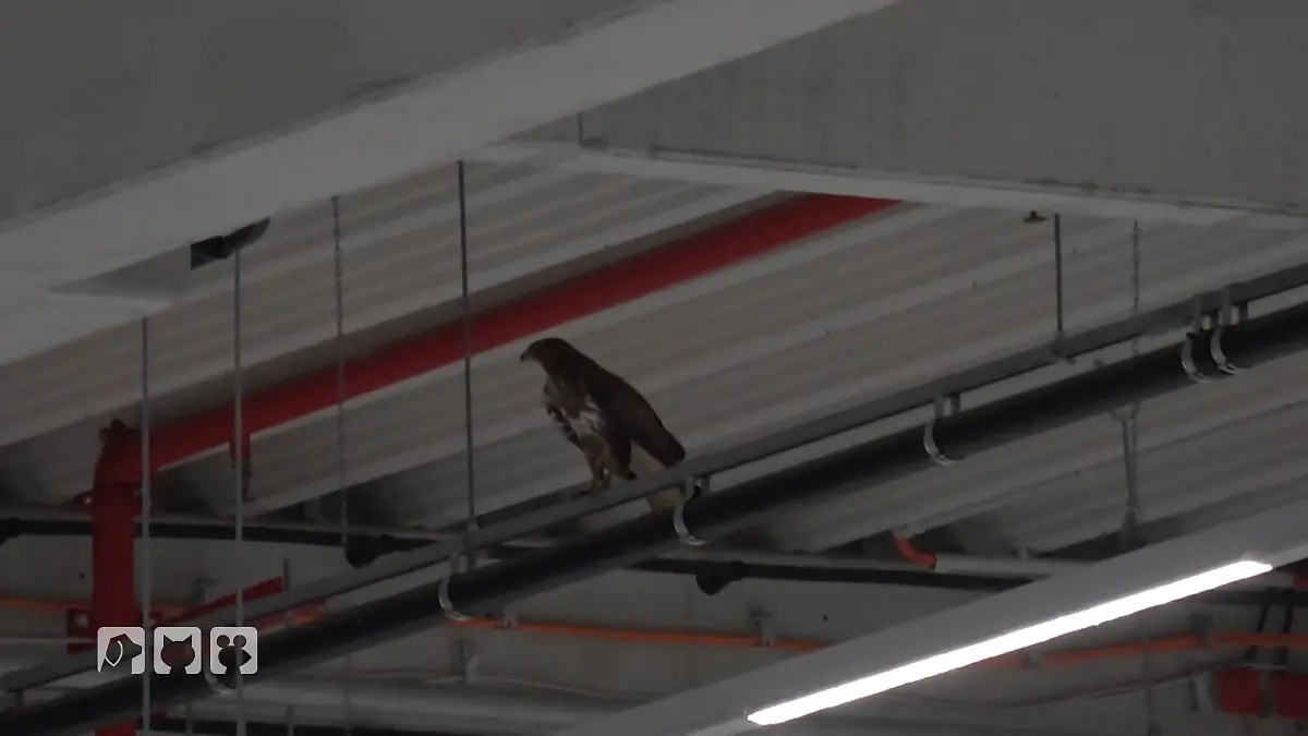 Greifvogel in Not Tierrettung