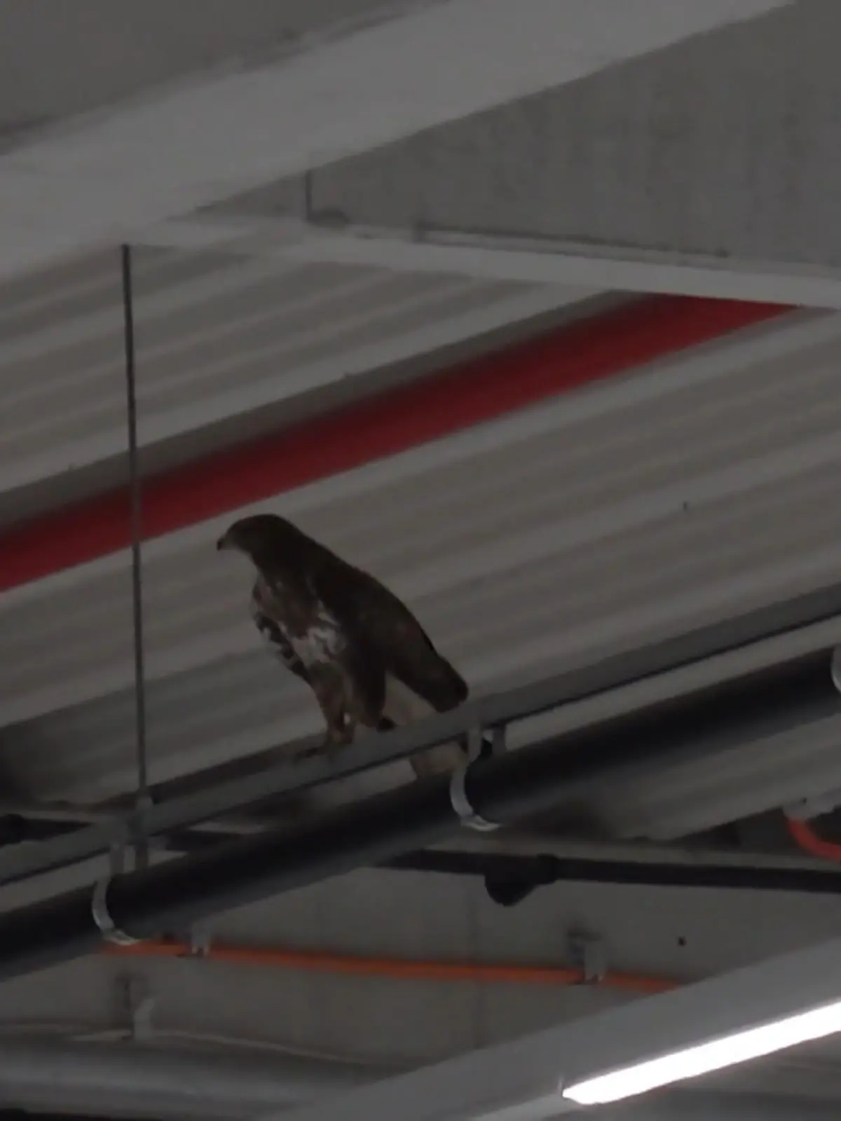 Bild zu: "Greifvogel in Not"