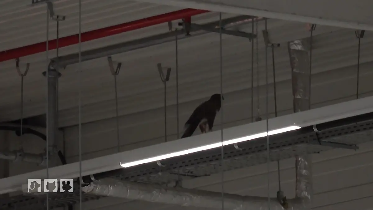 Japan-Netz gegen Greifvogel Fangversuche